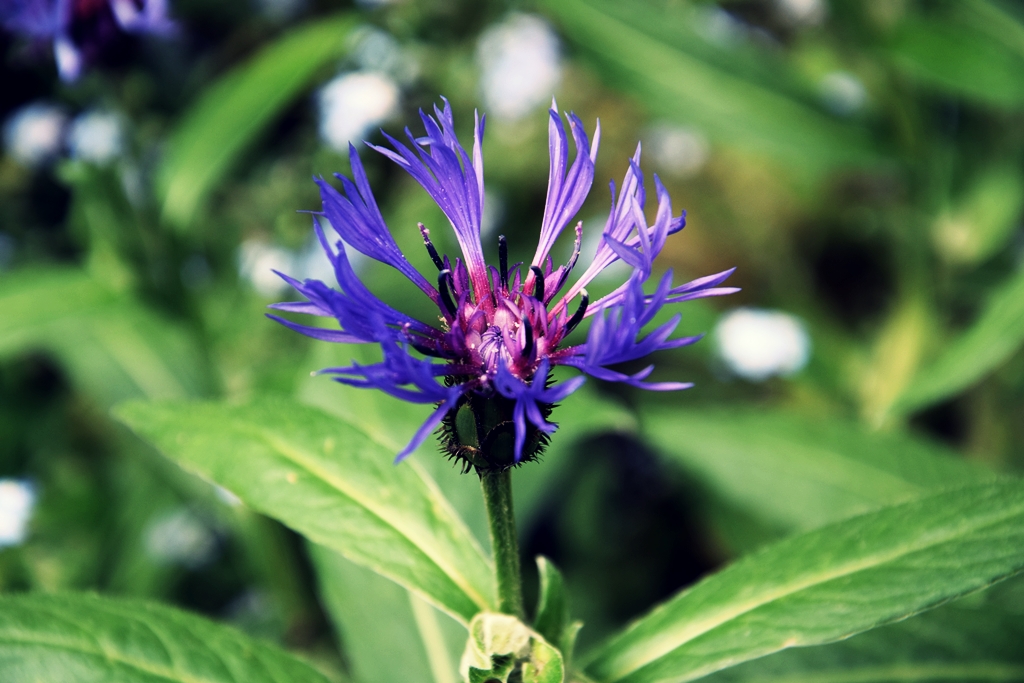 Cornflower