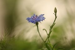 Cornflower