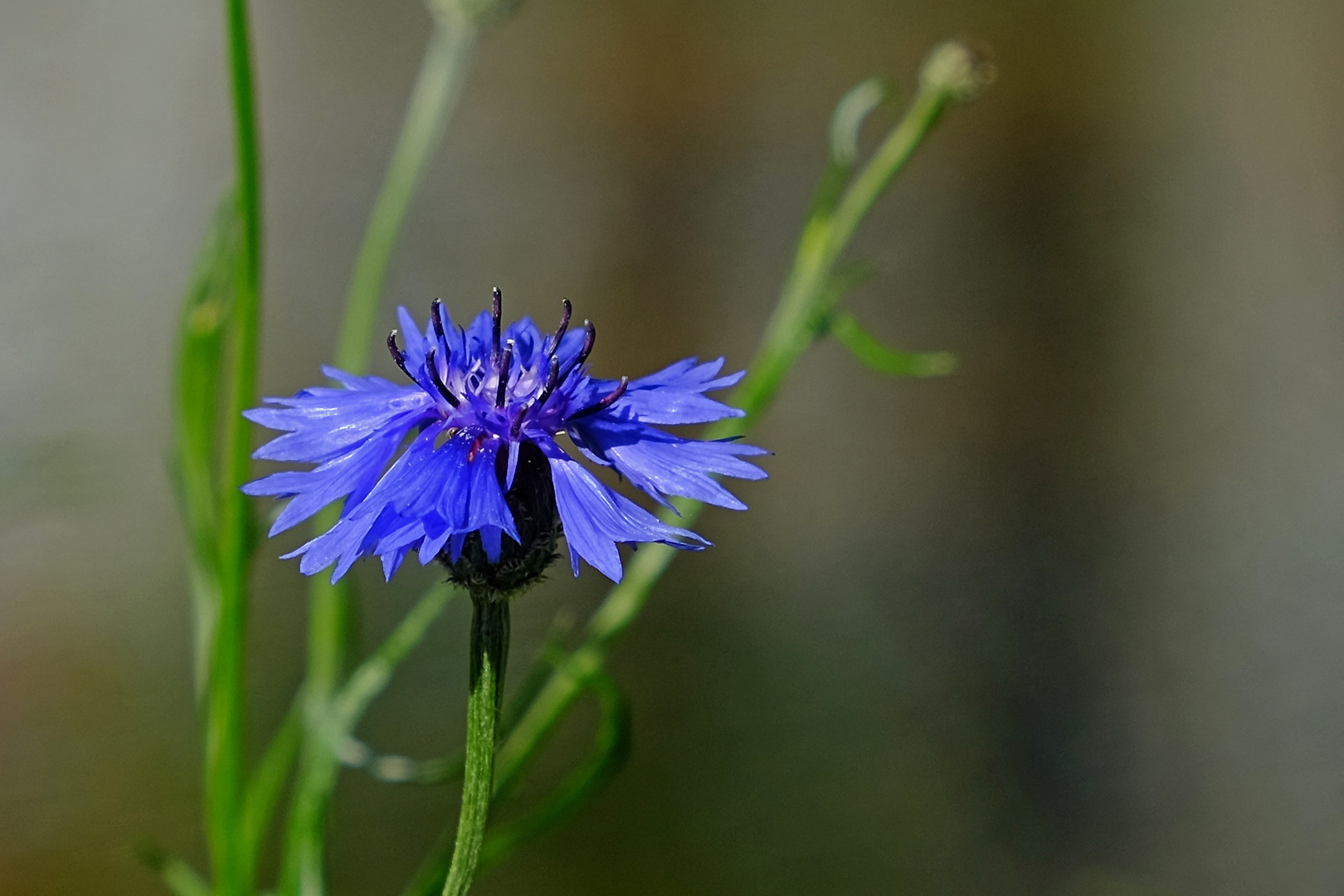 Cornflower