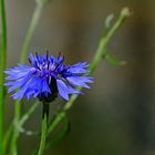 Cornflower