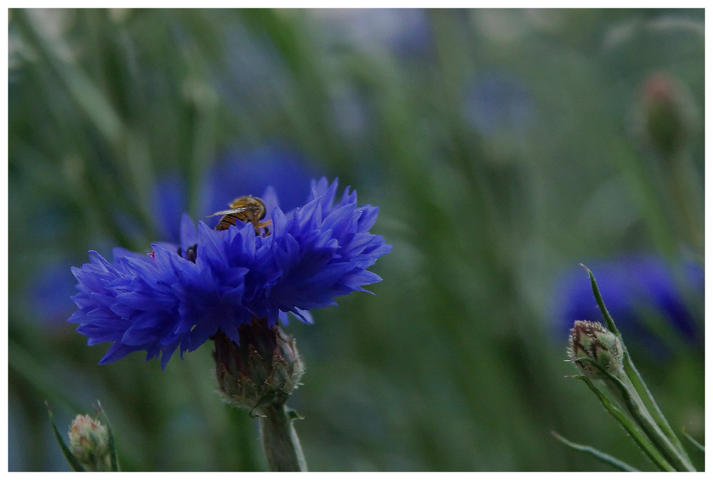 ... cornflower ...