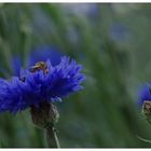 ... cornflower ...