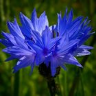 Cornflower