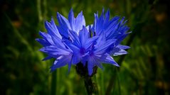 Cornflower