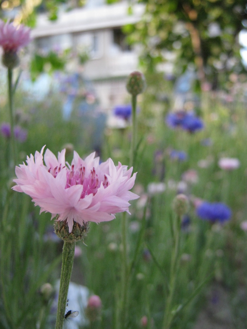 cornflower