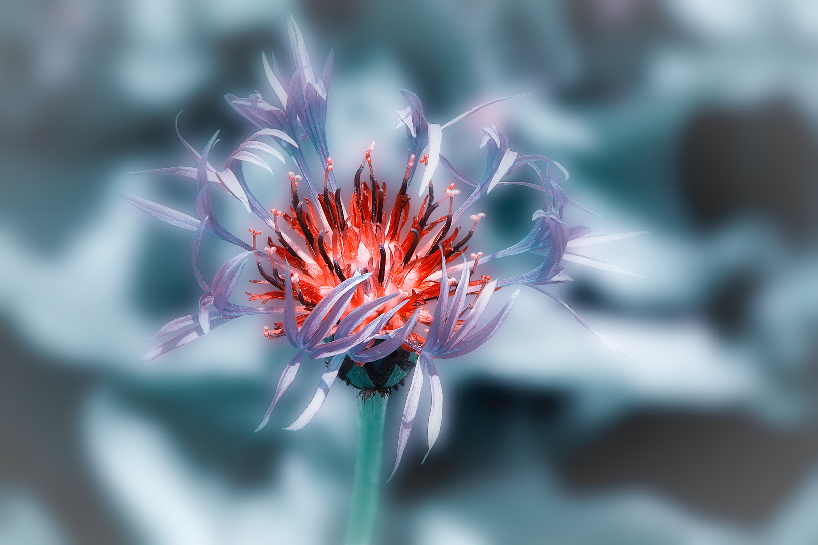 Cornflower blue glow