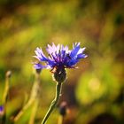 Cornflower