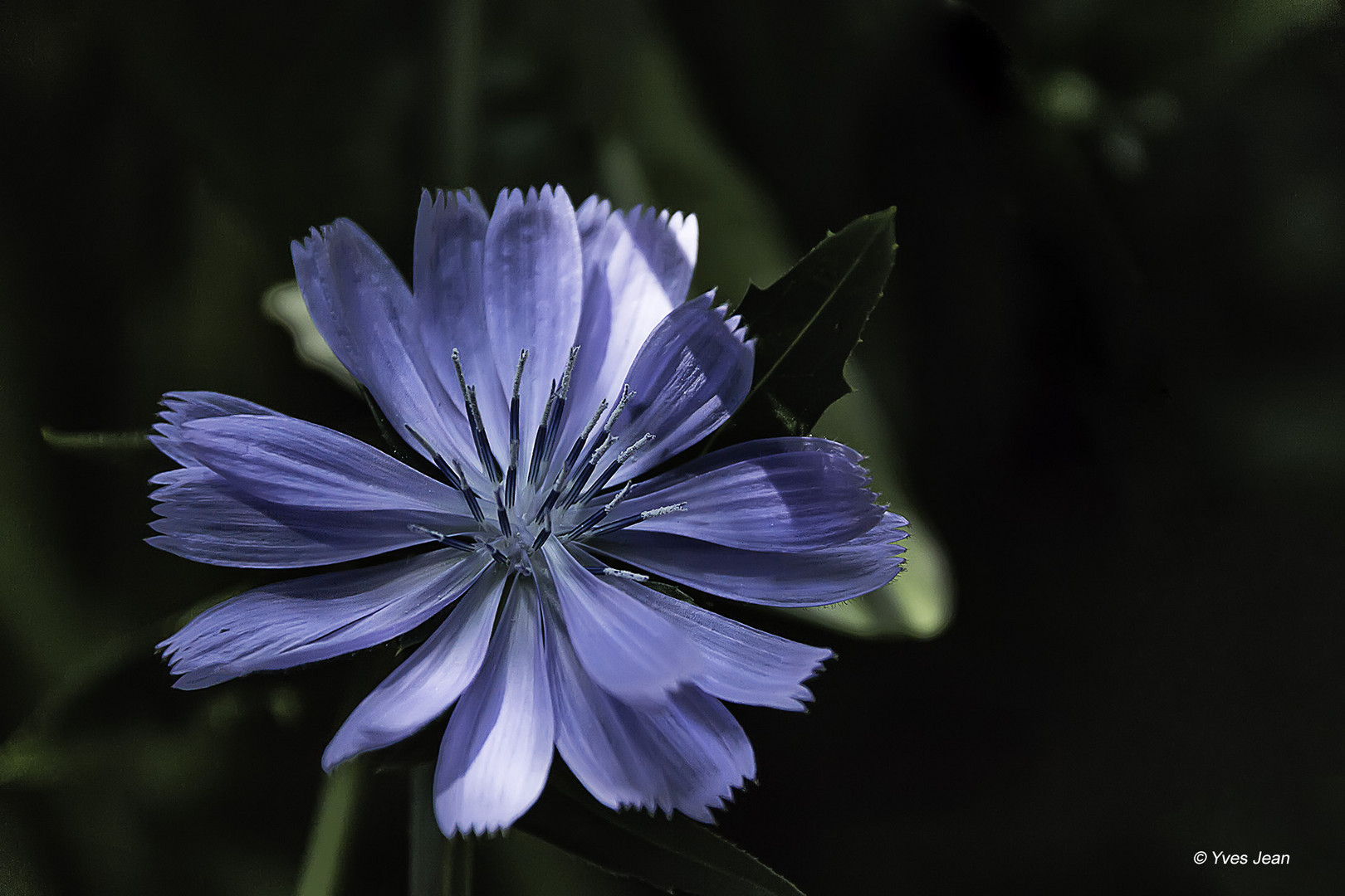 cornflower