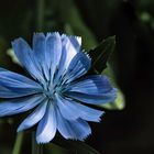 cornflower