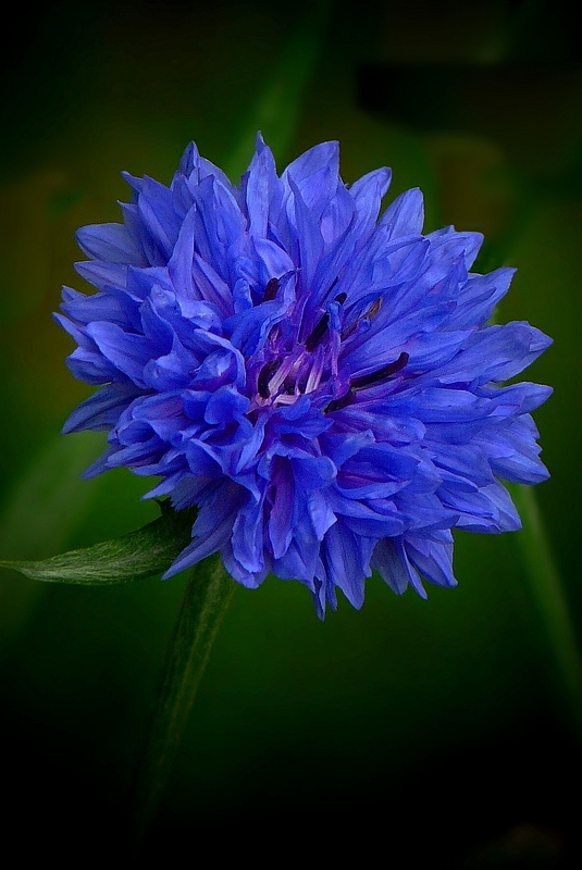 Cornflower