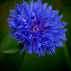 Cornflower