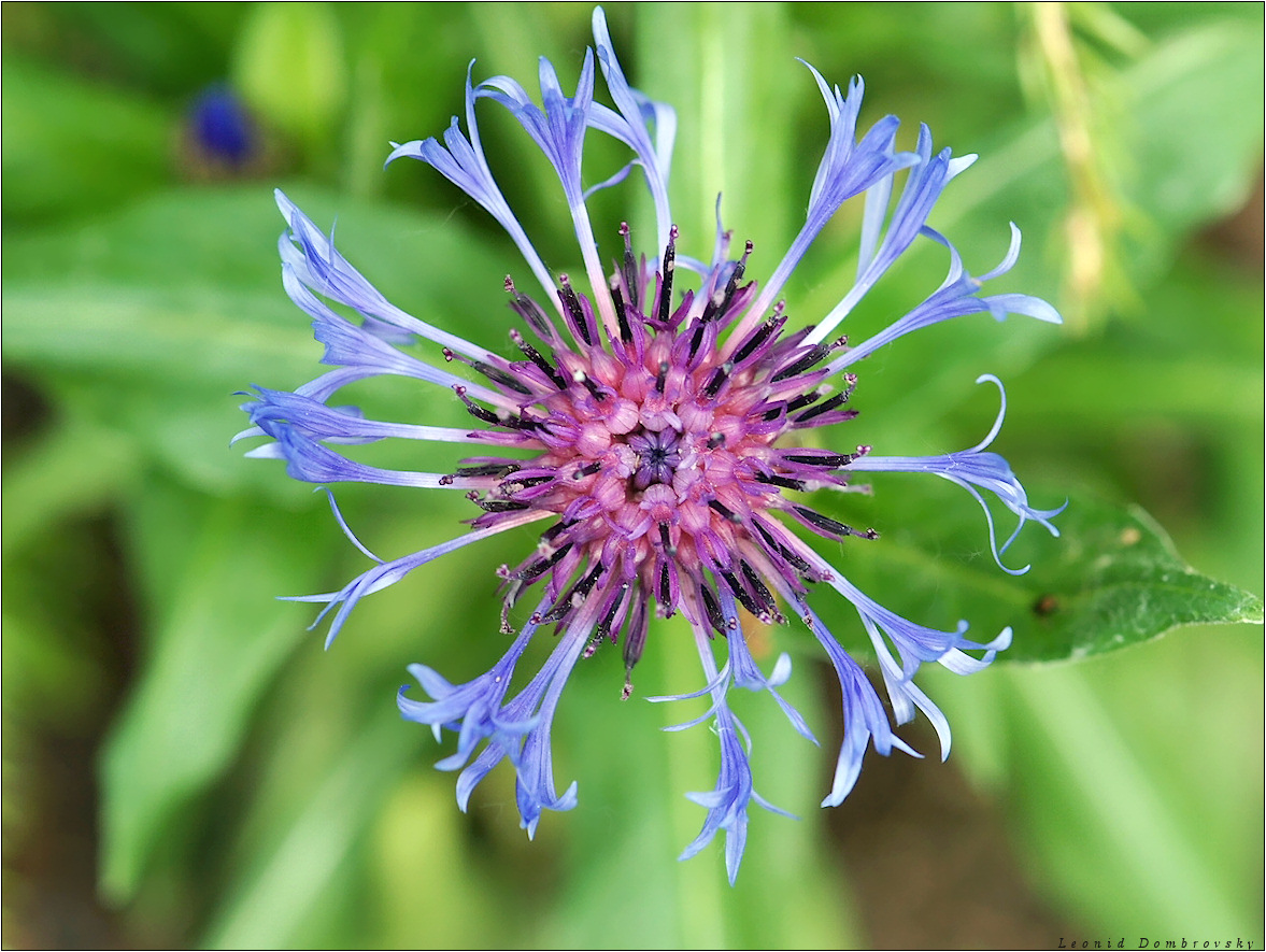 Cornflower