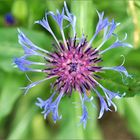 Cornflower