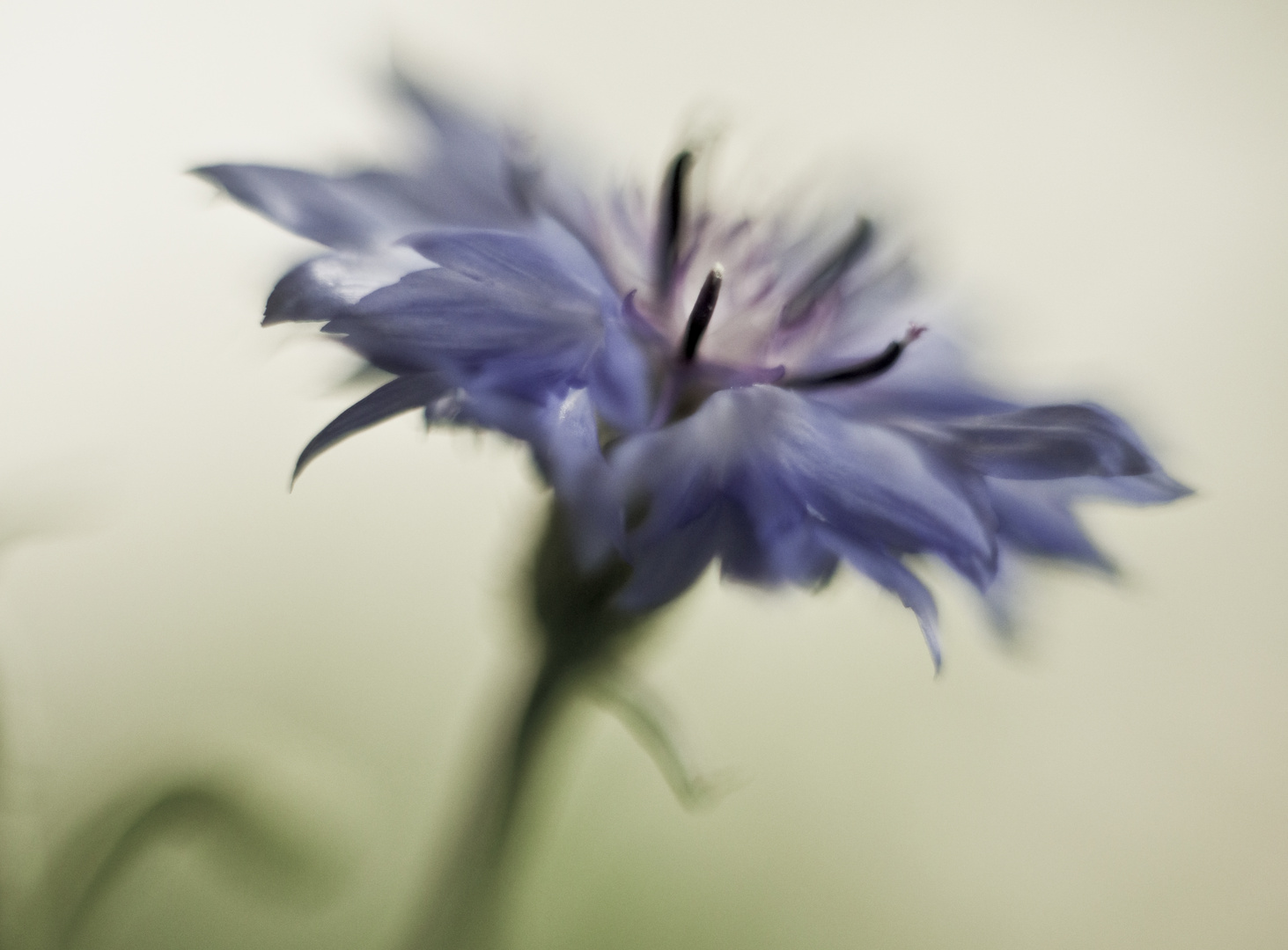 Cornflower