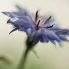 Cornflower