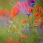 cornflower in the poppyfield