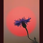 Cornflower meets sun