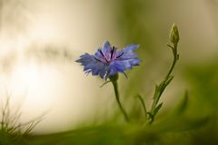 Cornflower on the balcony