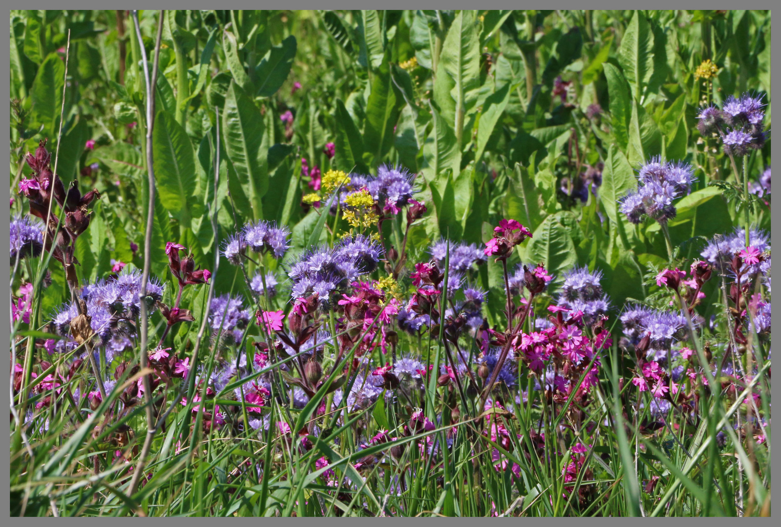 cornflowers and red campion on the field edge near bamburgh