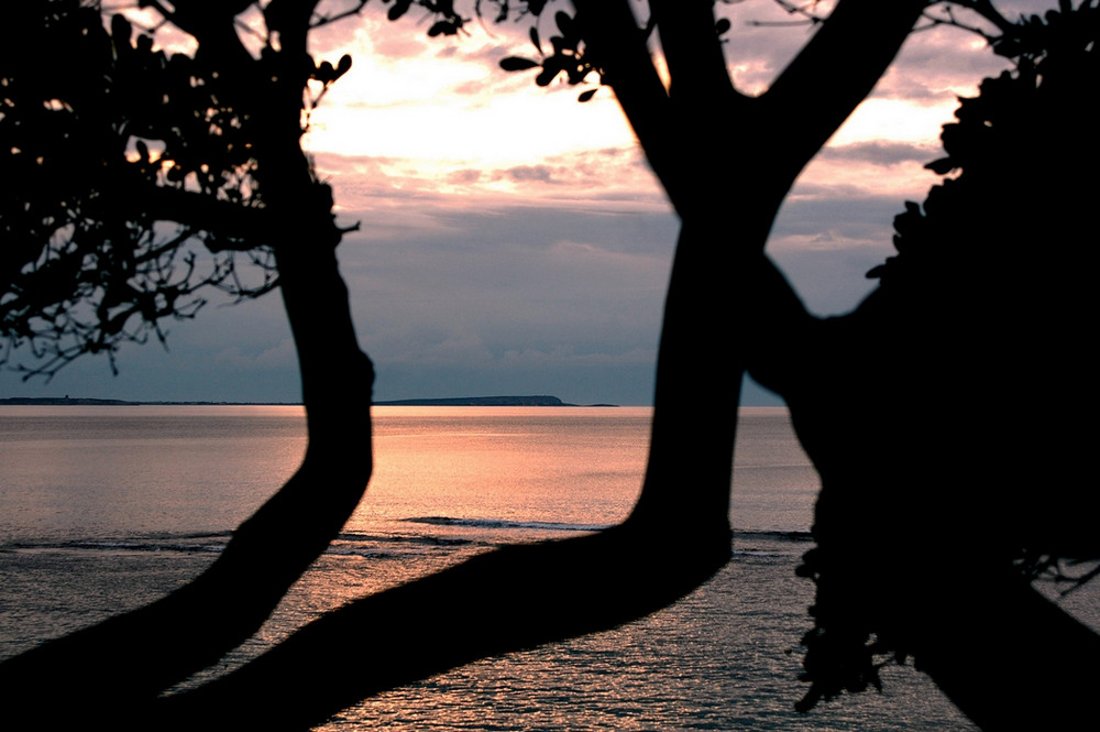 Cornice d'alberi