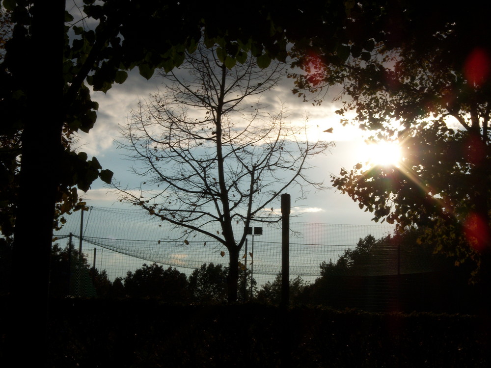 Cornice di alberi