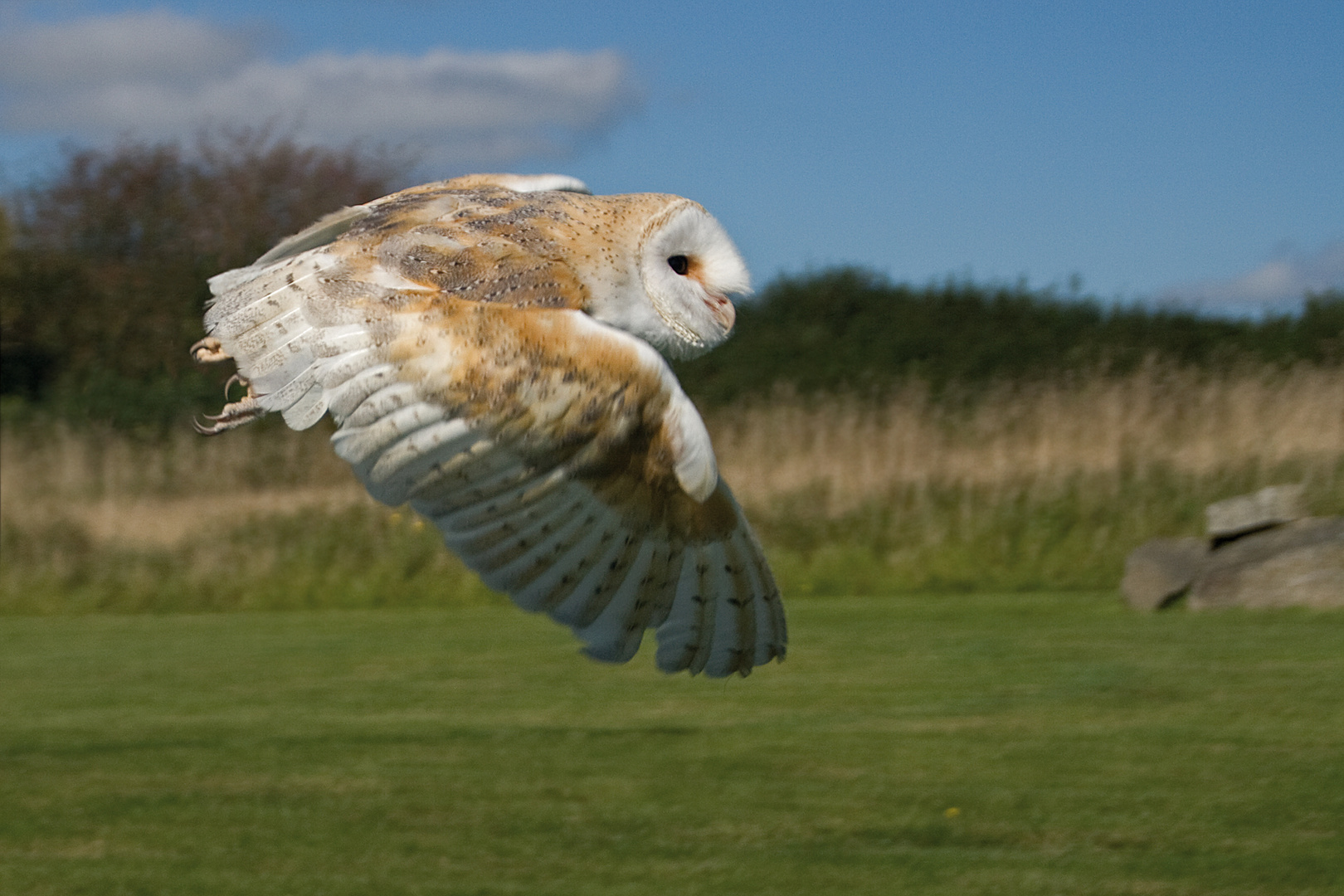 Cornish Birds of Prey Center