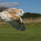 Cornish Birds of Prey Center