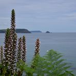 [ Cornish Coastline ]