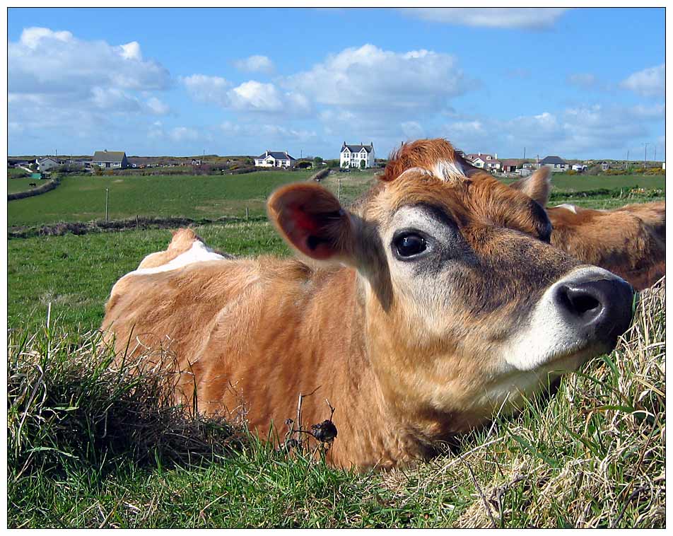 cornish cow