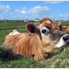 cornish cow