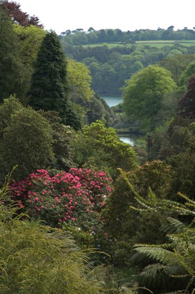 Cornish garden