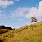 [Cornish landscapes #6: Trerose]