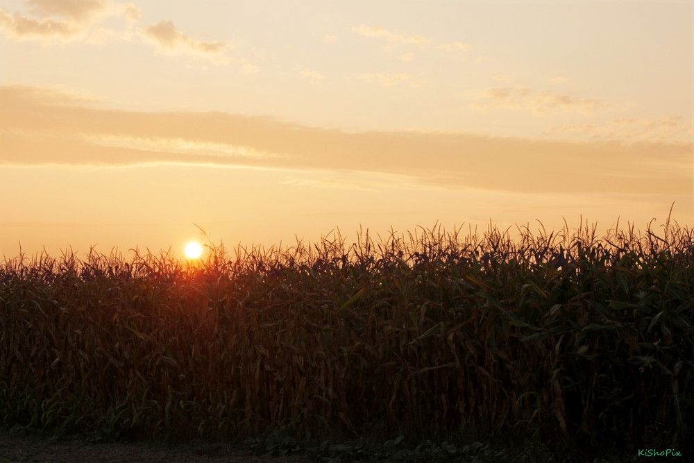 Corns Sunset