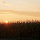 Corns Sunset