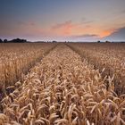 Corntracks