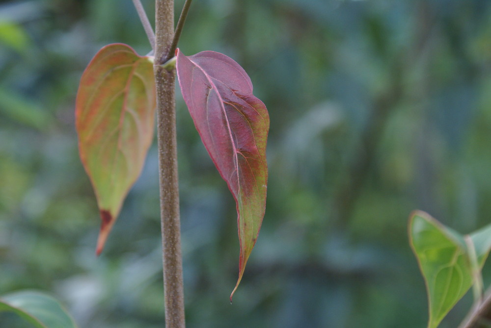 Cornus