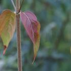 Cornus