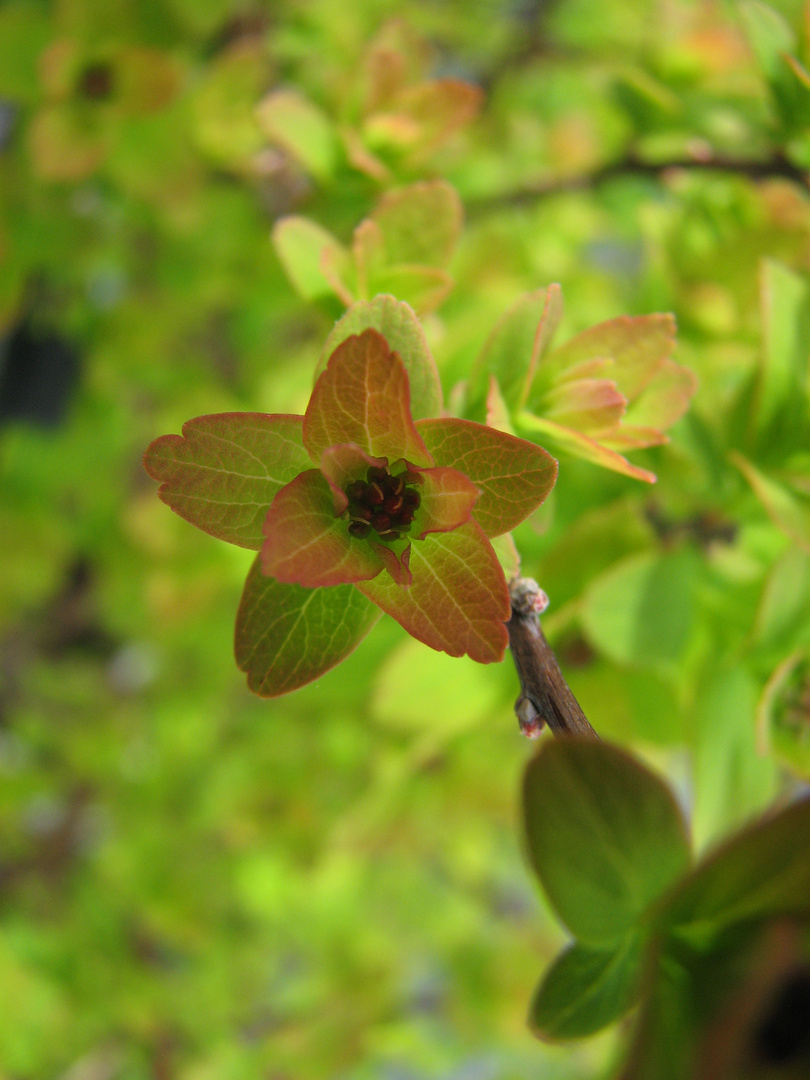 Cornus Foto & Bild bäume, natur, pflanzen Bilder auf