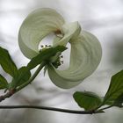 Cornus