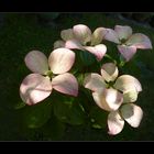 Cornus