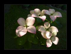 Cornus