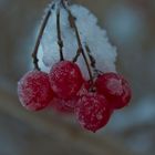 Cornus alba