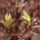 Cornus alba 'Sibirica'