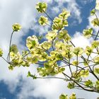 Cornus Eddie´s White Wonder