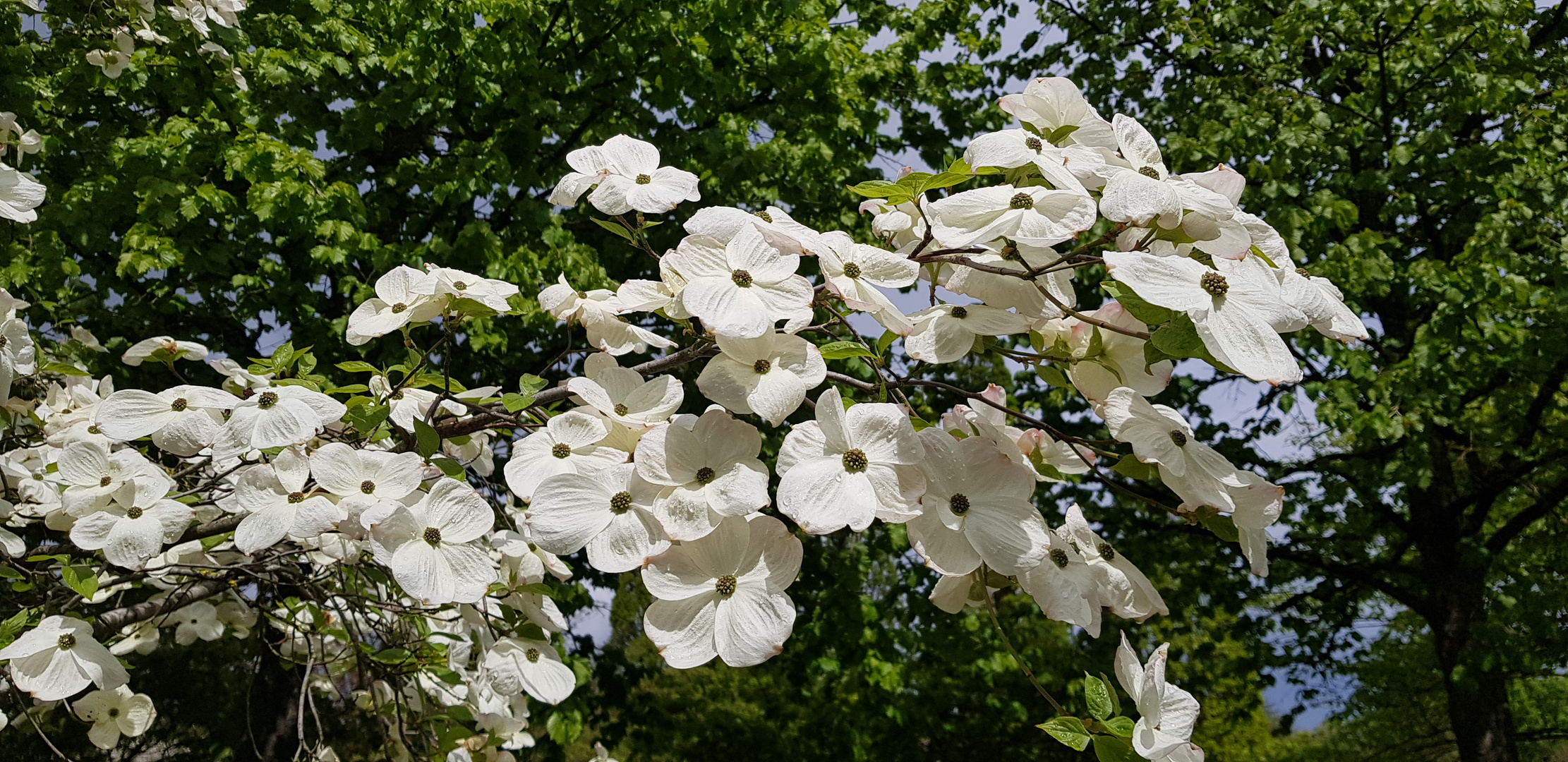 Cornus florida