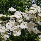 Cornus florida