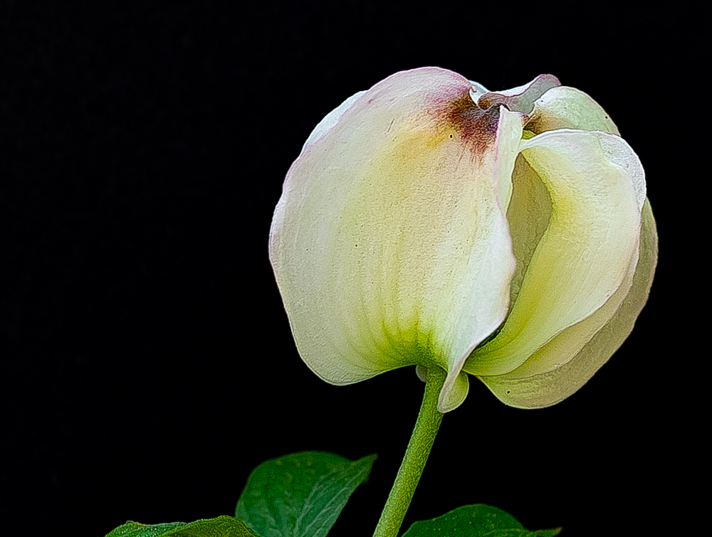 Cornus Florida