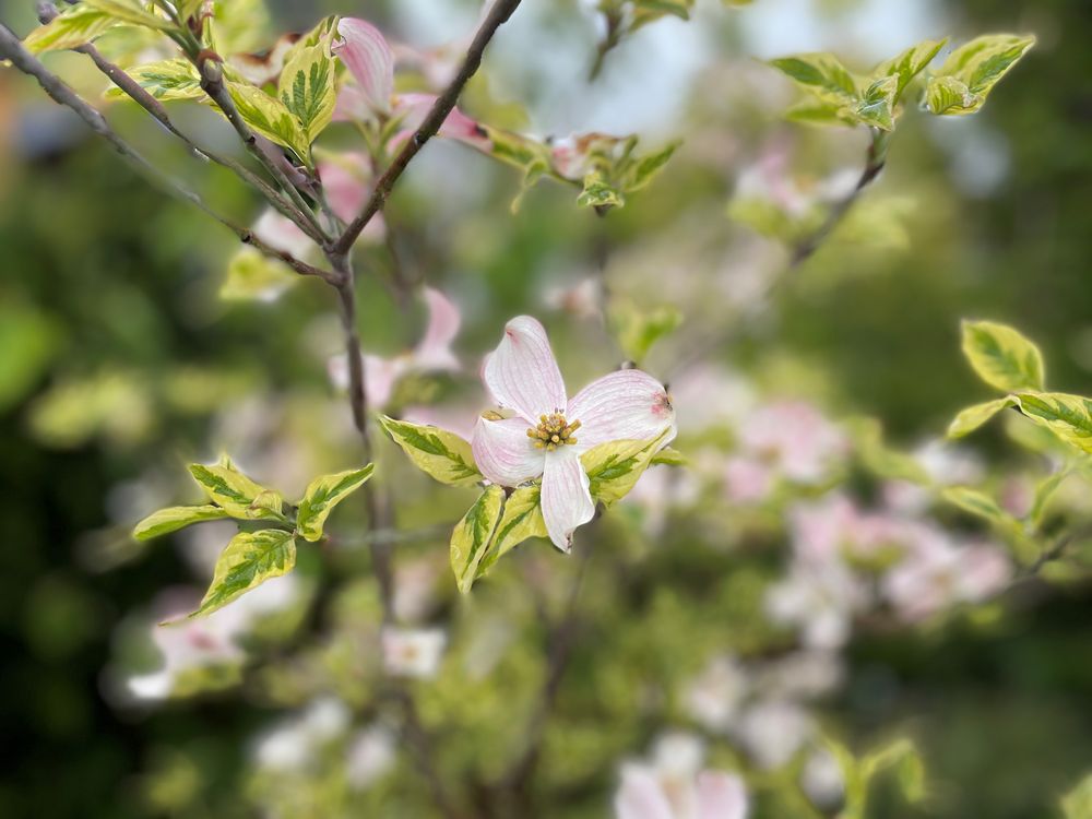 Cornus florida Foto & Bild pflanzen, pilze & flechten, bäume, natur