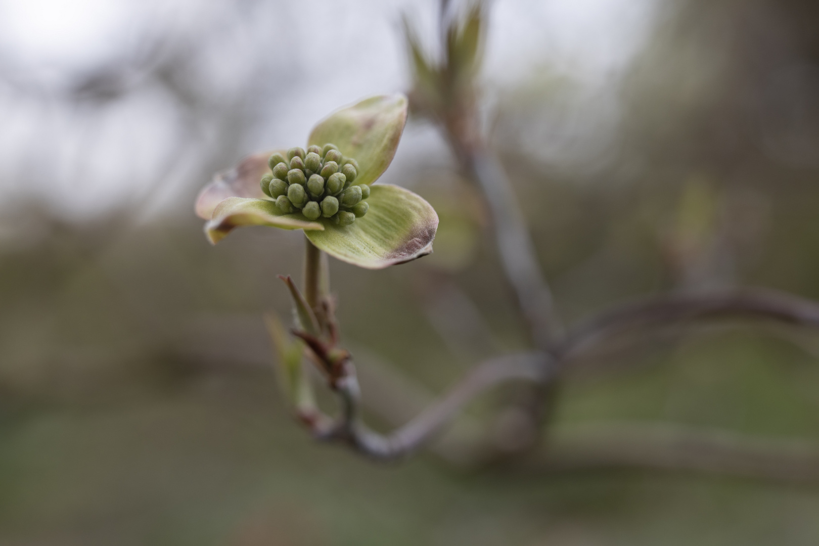 Cornus florida II