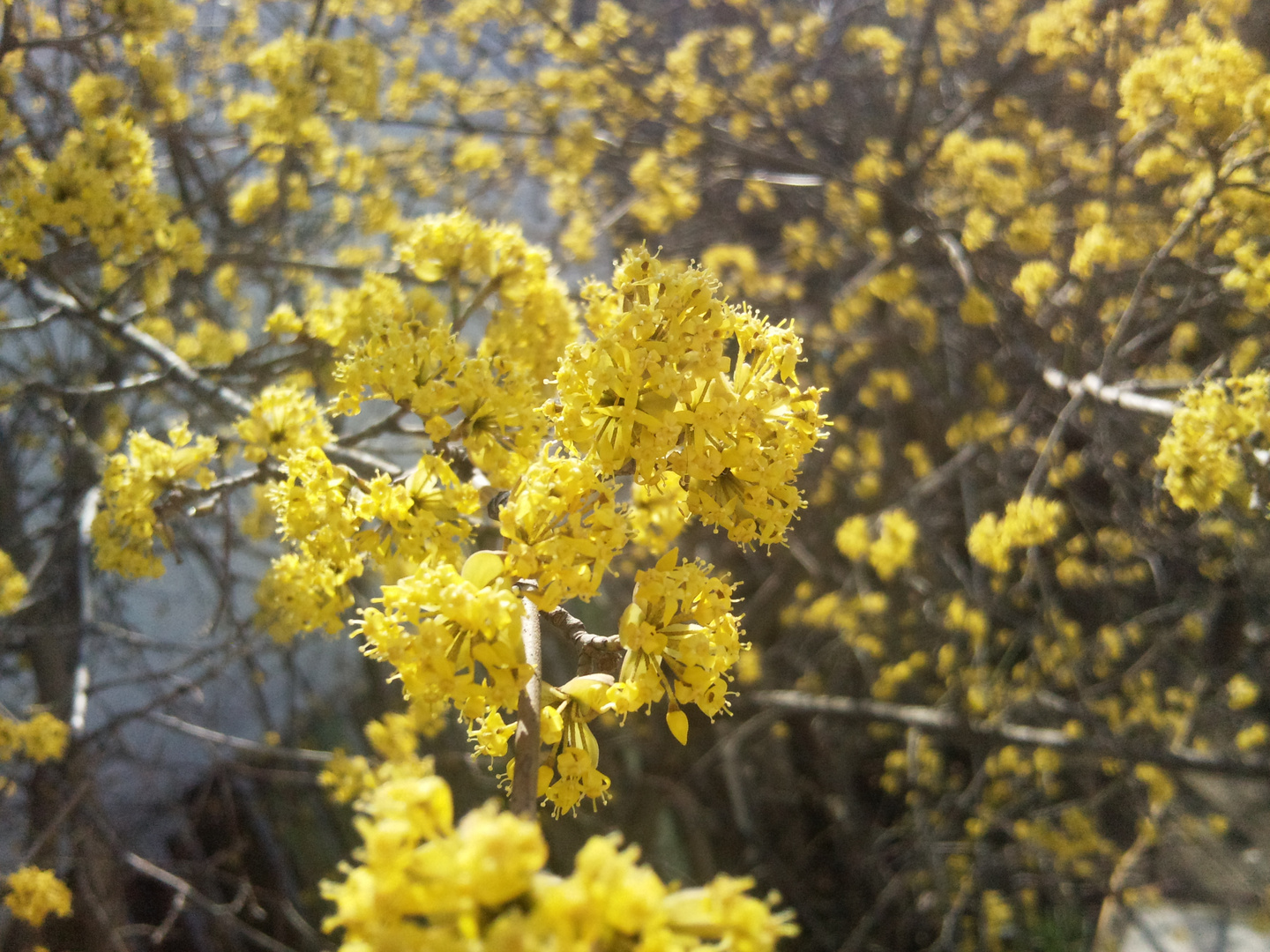 Cornus (genus) Zo&#287;al a&#287;ac&#305;